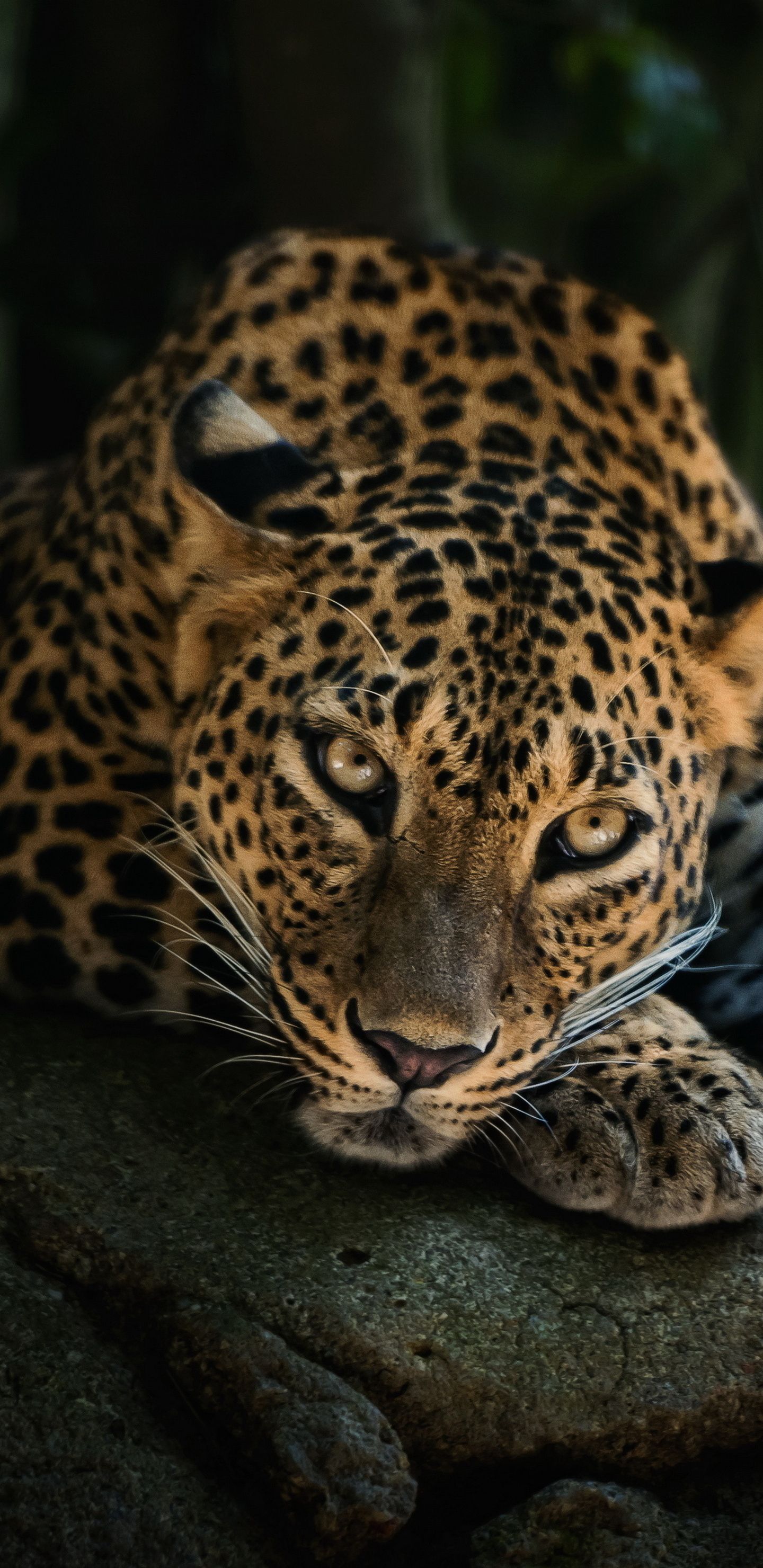 Leopardenmuster Hintergrundbild 1440x2960. Leopard aesthetic Wallpaper Download