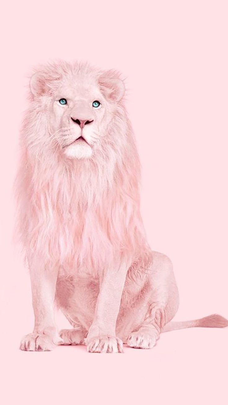  Löwe Bunt Hintergrundbild 736x1308. Pink Wallpaper 221. Lion poster, Albino lion, Lion wallpaper