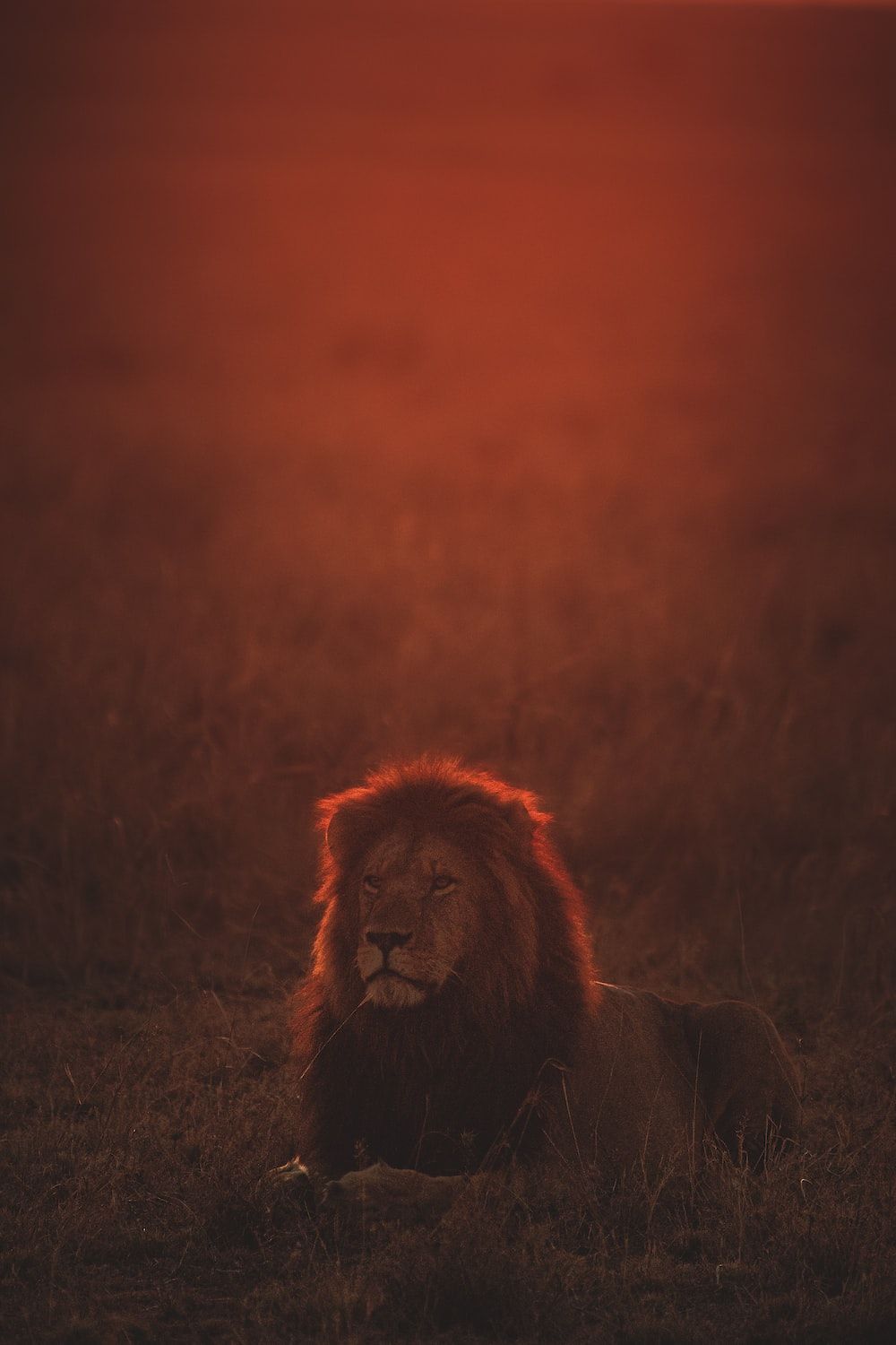  Löwe Bunt Hintergrundbild 1000x1500. Löwenbilder & Bilder. Laden Sie kostenlose Bilder und Stockfotos auf herunter