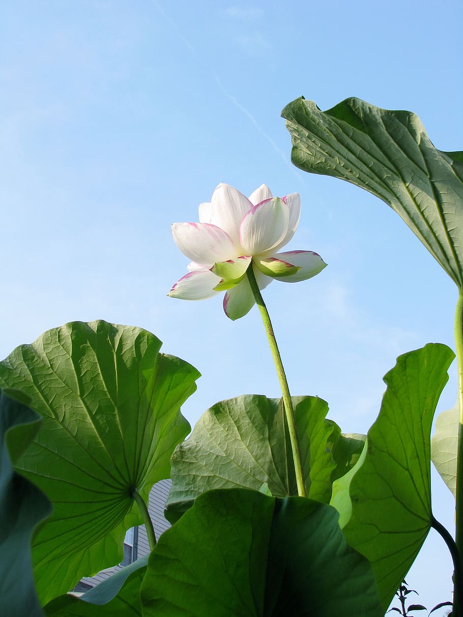  Zen Hintergrundbild 910x1213. HD wallpaper: lotus, flower, blossom, plant, white, bloom, zen, exotic, lotus flower