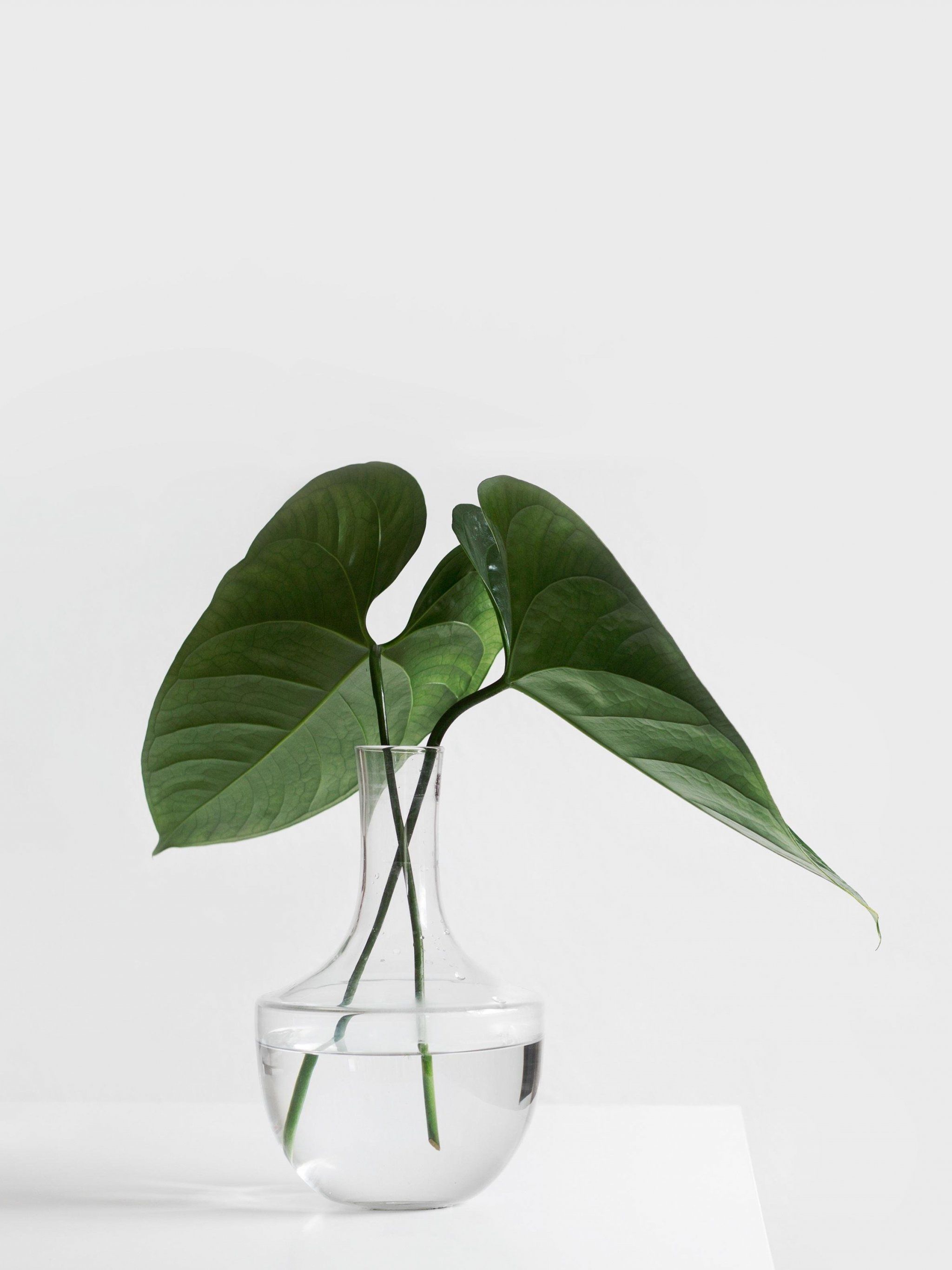  Zen Hintergrundbild 2048x2732. Minimalist Aesthetic Plant in Clear Vase Wallpaper, Android & Desktop Background
