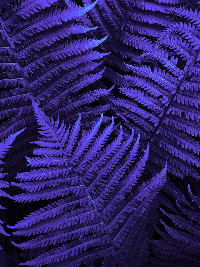  Zen Hintergrundbild 800x1067. Purple aesthetic, fern, lavender, nature, plant, plants, texture, xiaomi, zen, HD phone wallpaper
