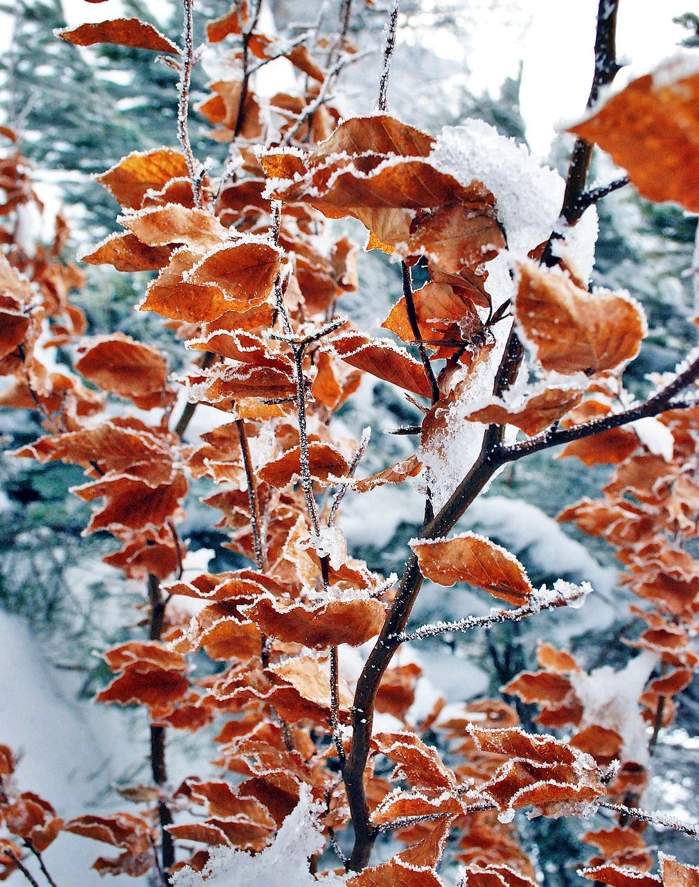  Winterlandschaft Hintergrundbild 1009x1280. Blätter Winter Frost Foto auf Pixabay