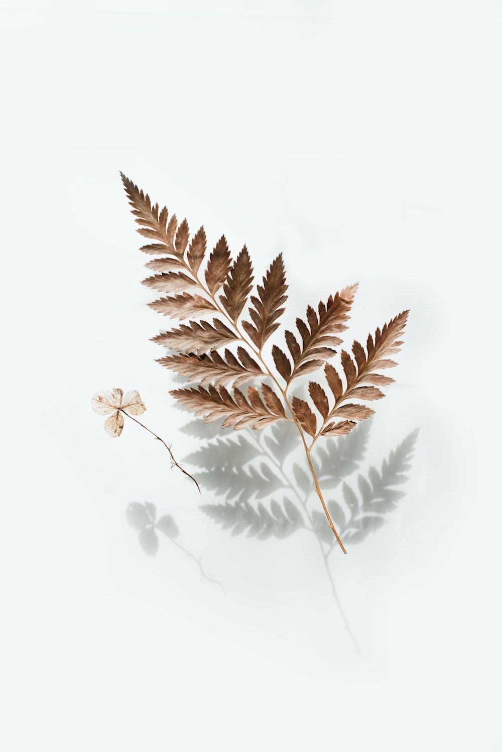  Tablet Hintergrundbild 1000x1498. Brown leaf photo