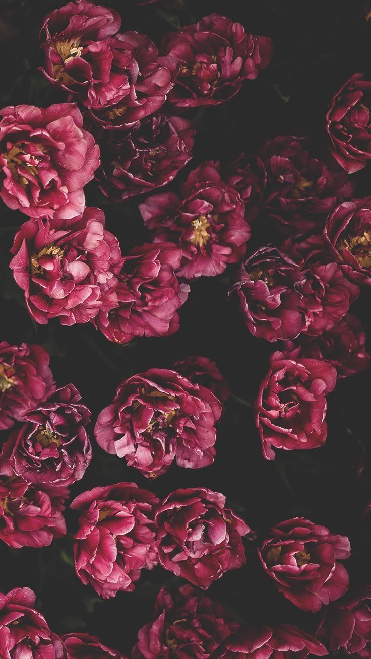  Pfingstrosen Hintergrundbild 736x1308. Romantic Roses iPhone X Wallpaper. Preppy Wallpaper. Mẫu đơn, Hoa mẫu đơn, Hình nền hoa