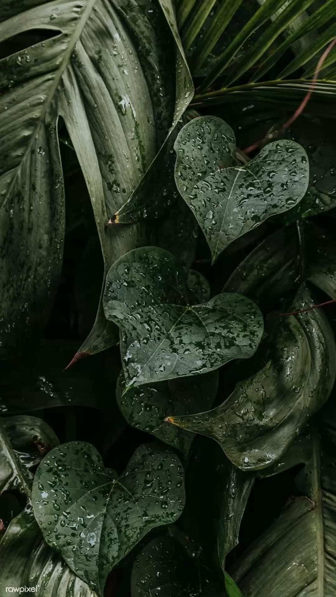  Blätter Hintergrundbild 1080x1920. plant aesthetic