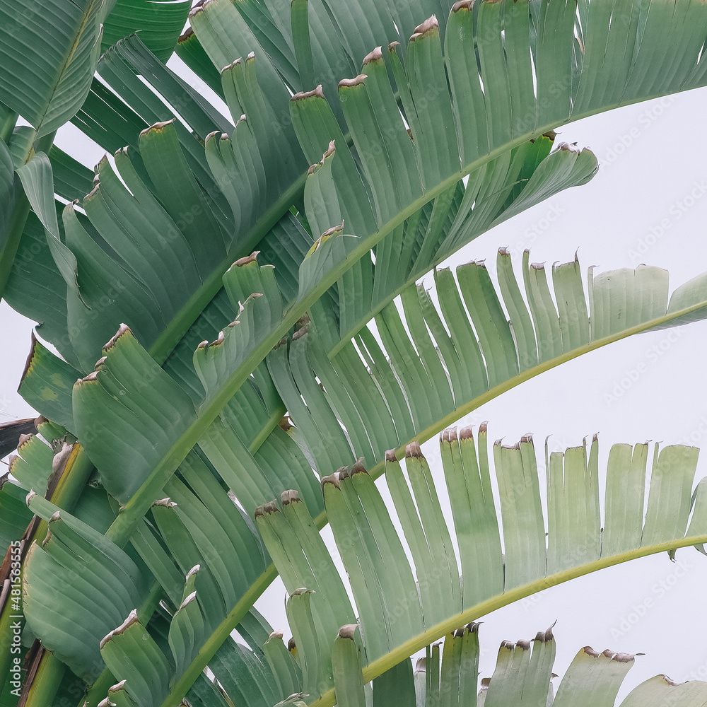  Blätter Hintergrundbild 1000x1000. Palm Tree Leaf Close Up. Minimal Floral Botanical Aesthetic Wallpaper. Travel In Details. Canary Island Stock Foto
