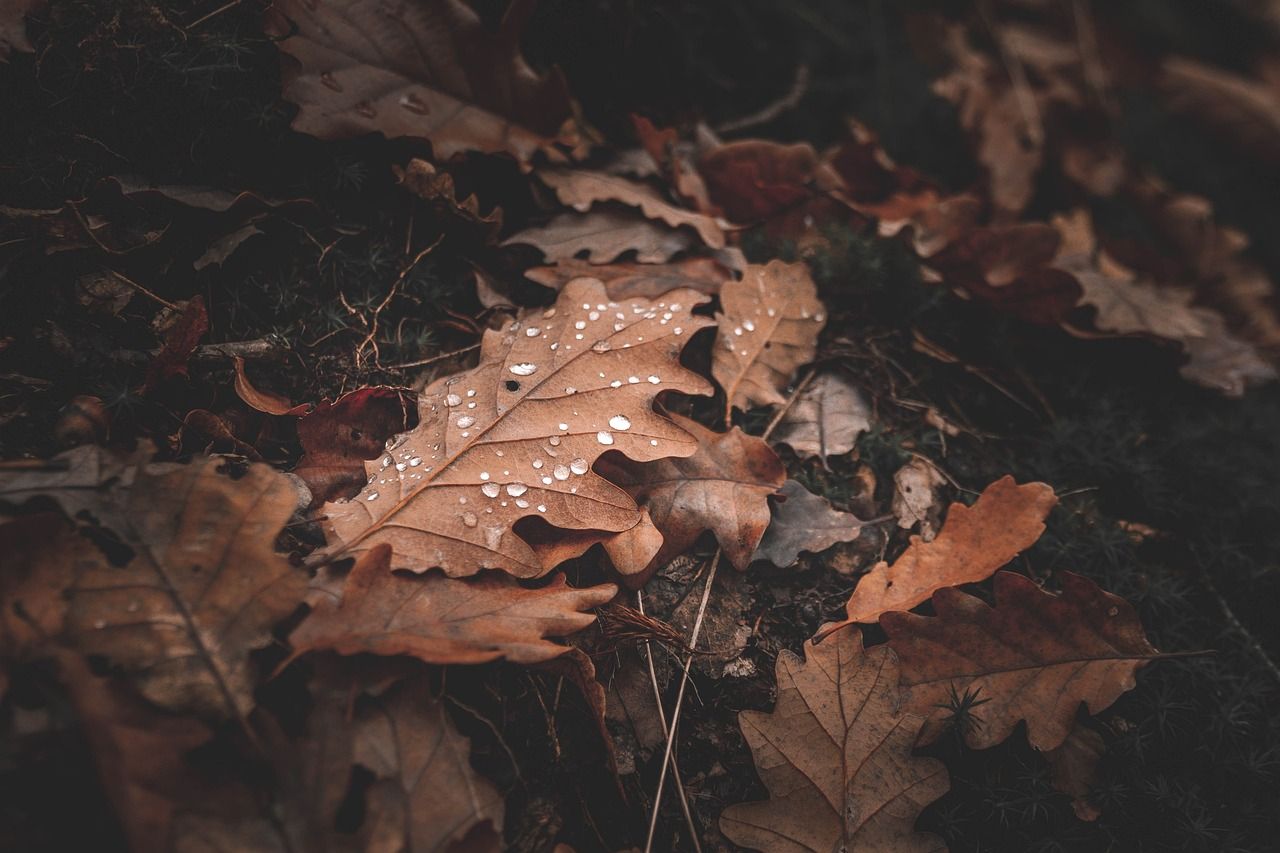  Blätter Hintergrundbild 1280x853. Welke Blätter Herbst Natur Foto auf Pixabay