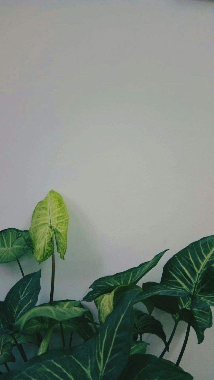  Blätter Hintergrundbild 736x1308. aesthetic #plant #green #white #tumblr #simple. Green aesthetic, White wallpaper, Plant aesthetic