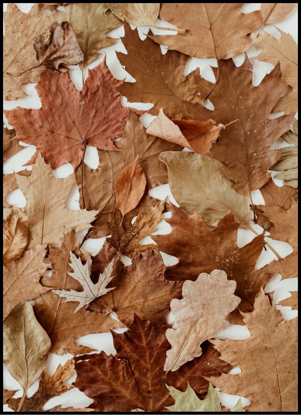  Blätter Hintergrundbild 974x1342. Autumn Leafs on White Background Poster