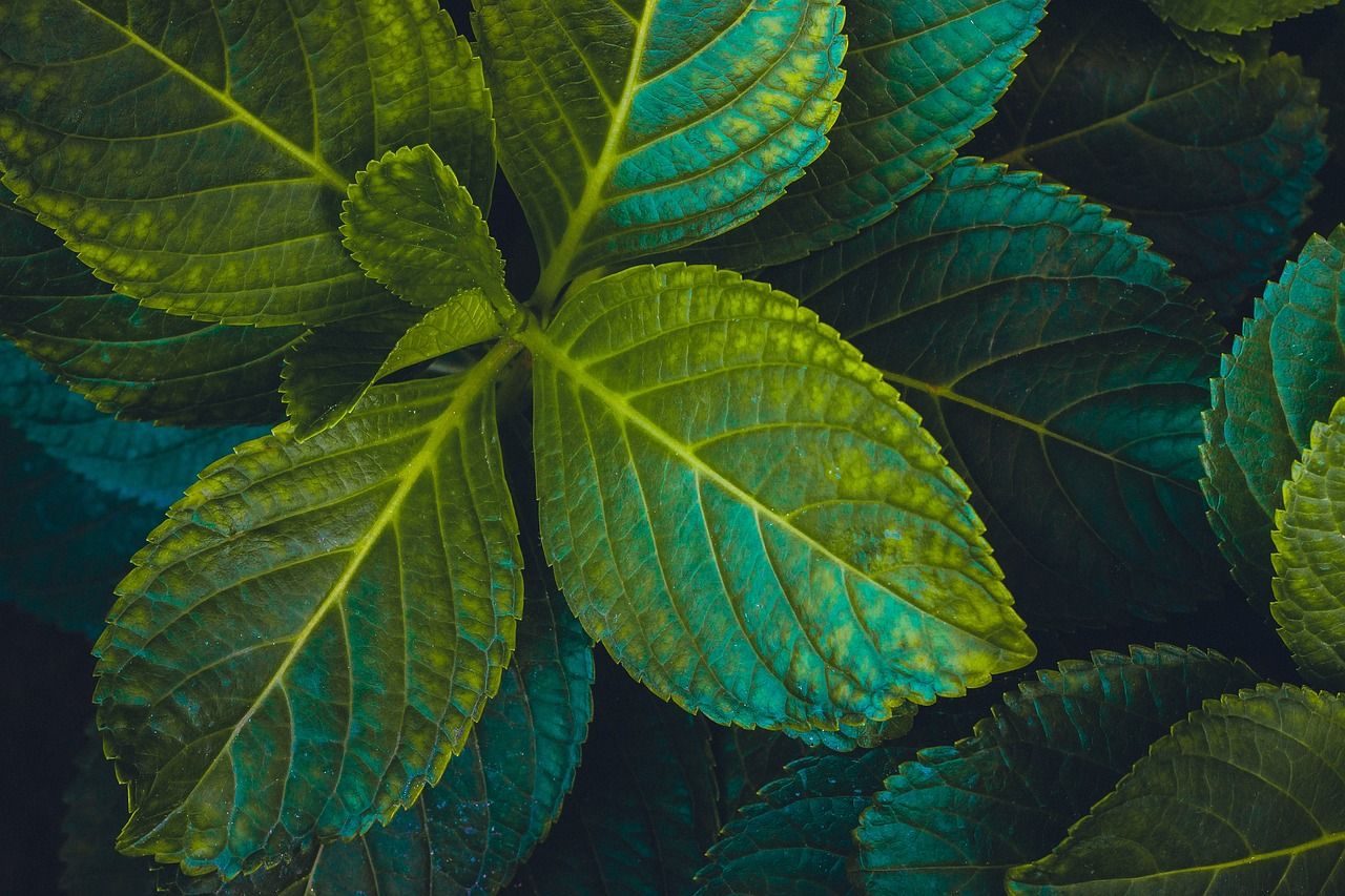  Blätter Hintergrundbild 1280x853. Grün Pflanze Blatt Foto auf Pixabay