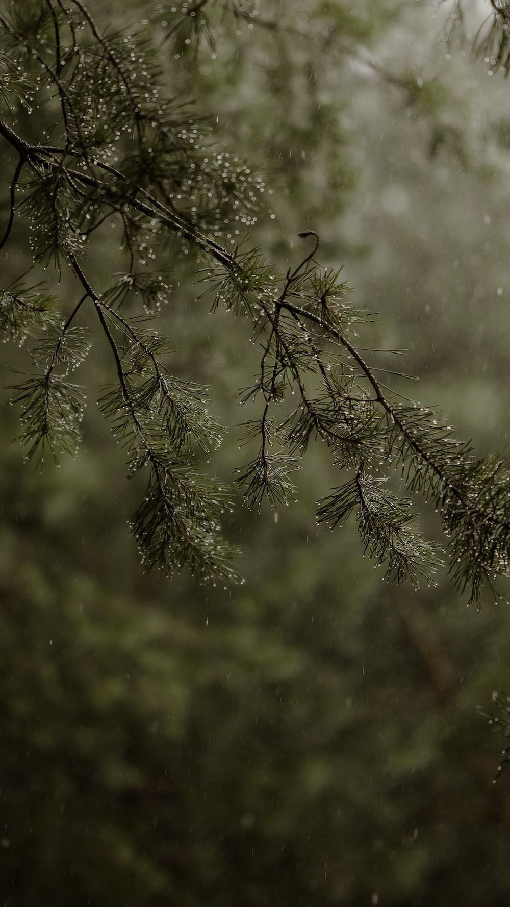  Regen Hintergrundbild 1000x1778. Foto zum Thema Ein Vogel, der im Regen auf einem Ast sitzt
