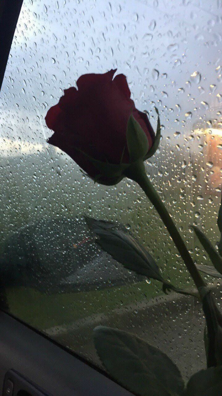  Regen Hintergrundbild 720x1280. Rose on raining mirror. Flowers photography, Wallpaper iphone christmas, Tumblr wallpaper