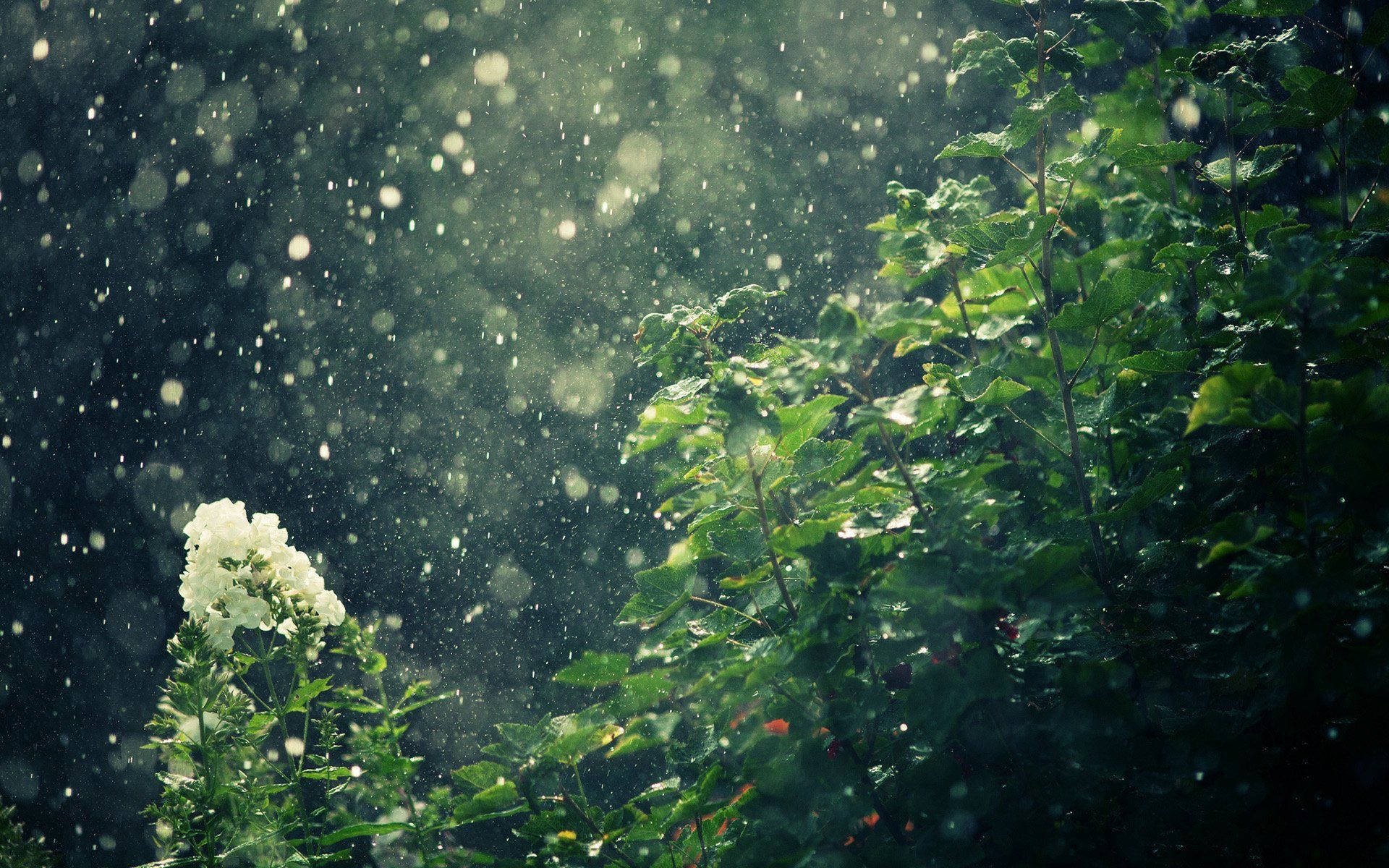  Regen Hintergrundbild 1920x1200. Downloaden Dieberuhigenden Klänge Des Regens Genießen Wallpaper