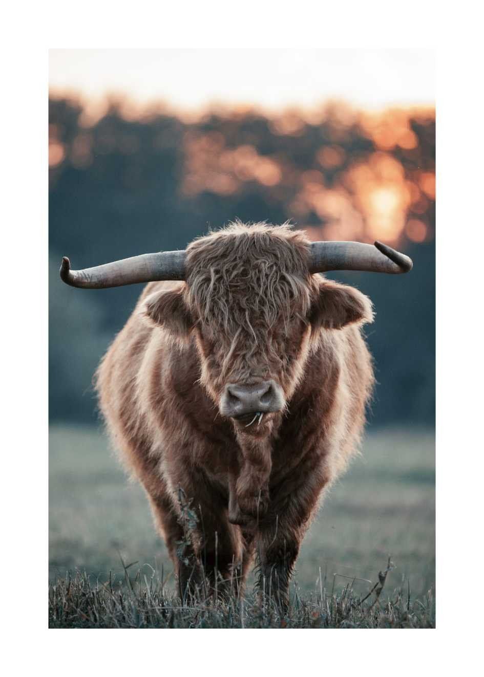  Schöne Tiere Hintergrundbild 945x1323. Poster Scottish Cow №3 Kaufen Artinspirio.com