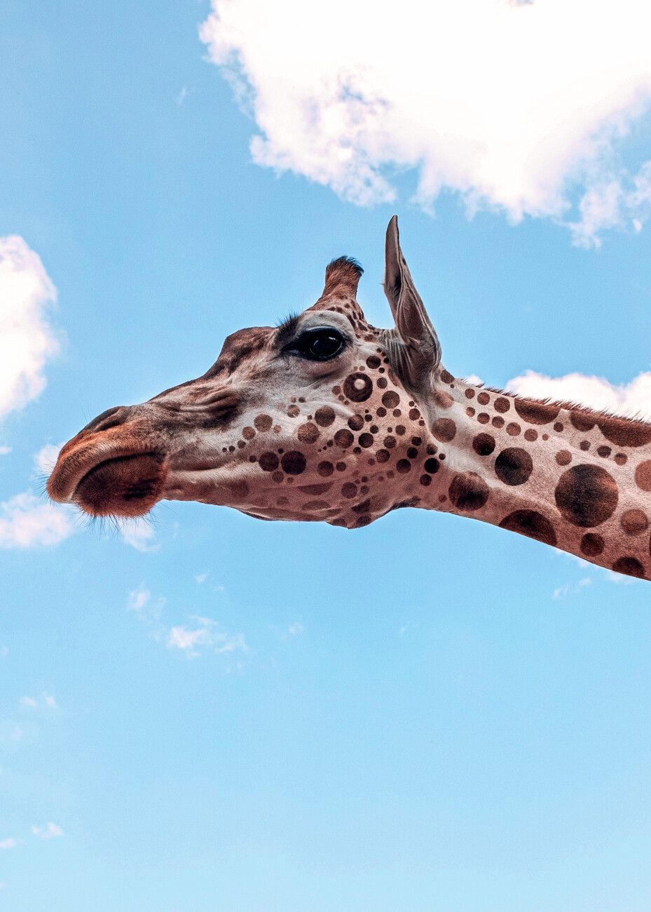  Schöne Tiere Hintergrundbild 929x1300. Leinwand Poster, Bilder Polkadots Giraffe Head