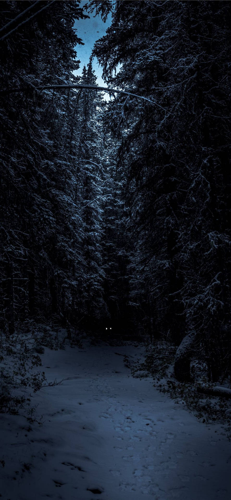  Winterwald Hintergrundbild 887x1920. Wald IPhone Wallpaper KOSTENLOS