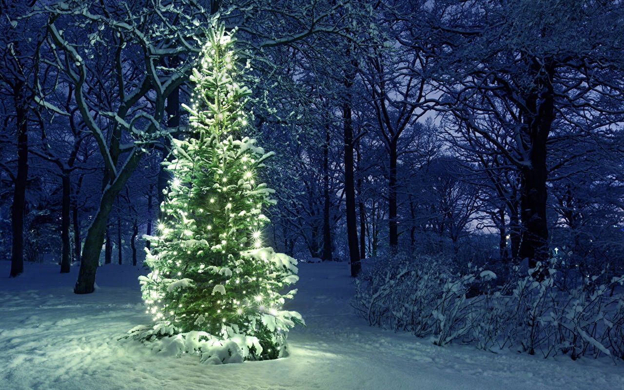  Winterwald Hintergrundbild 1280x800. Downloaden Willkommenim Zauberhaften Weihnachtswald Wallpaper