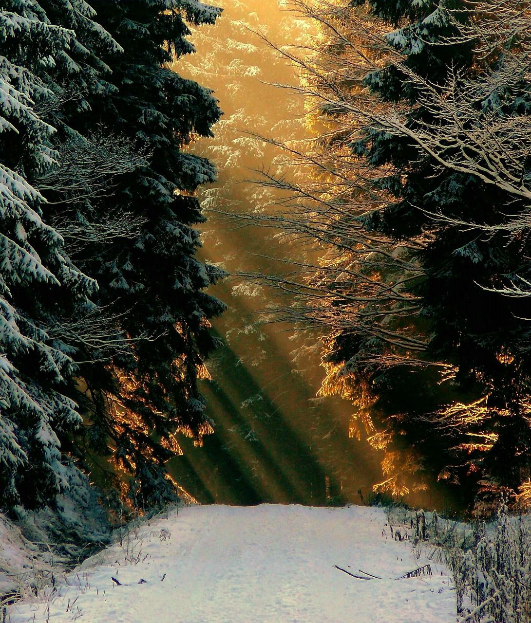 Winterwald Hintergrundbild 1090x1280. Kostenlose Winterwald Und Winterlandschaft Bilder