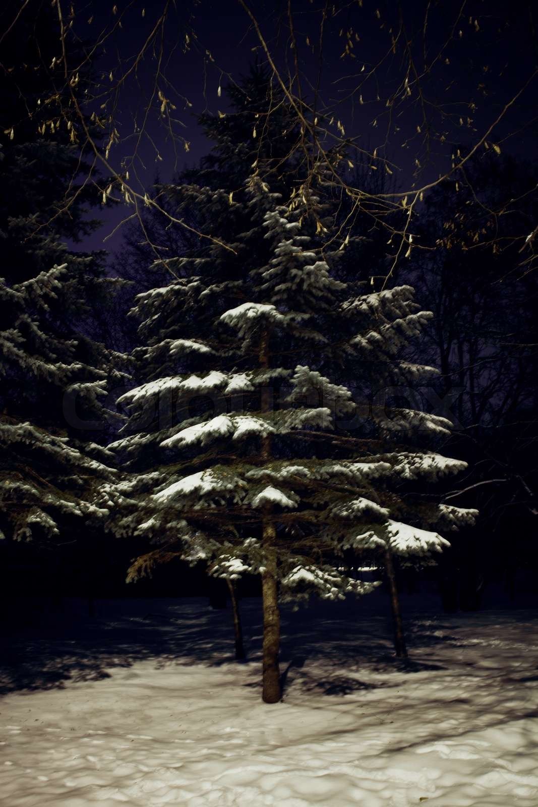  Winterwald Hintergrundbild 1067x1600. Kiefer in der Nacht Winterwald