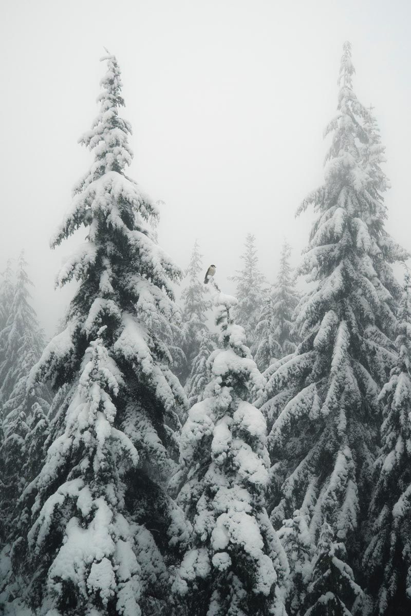  Winterwald Hintergrundbild 800x1200. So gelingen dir stimmungsvolle Fotos im Winter