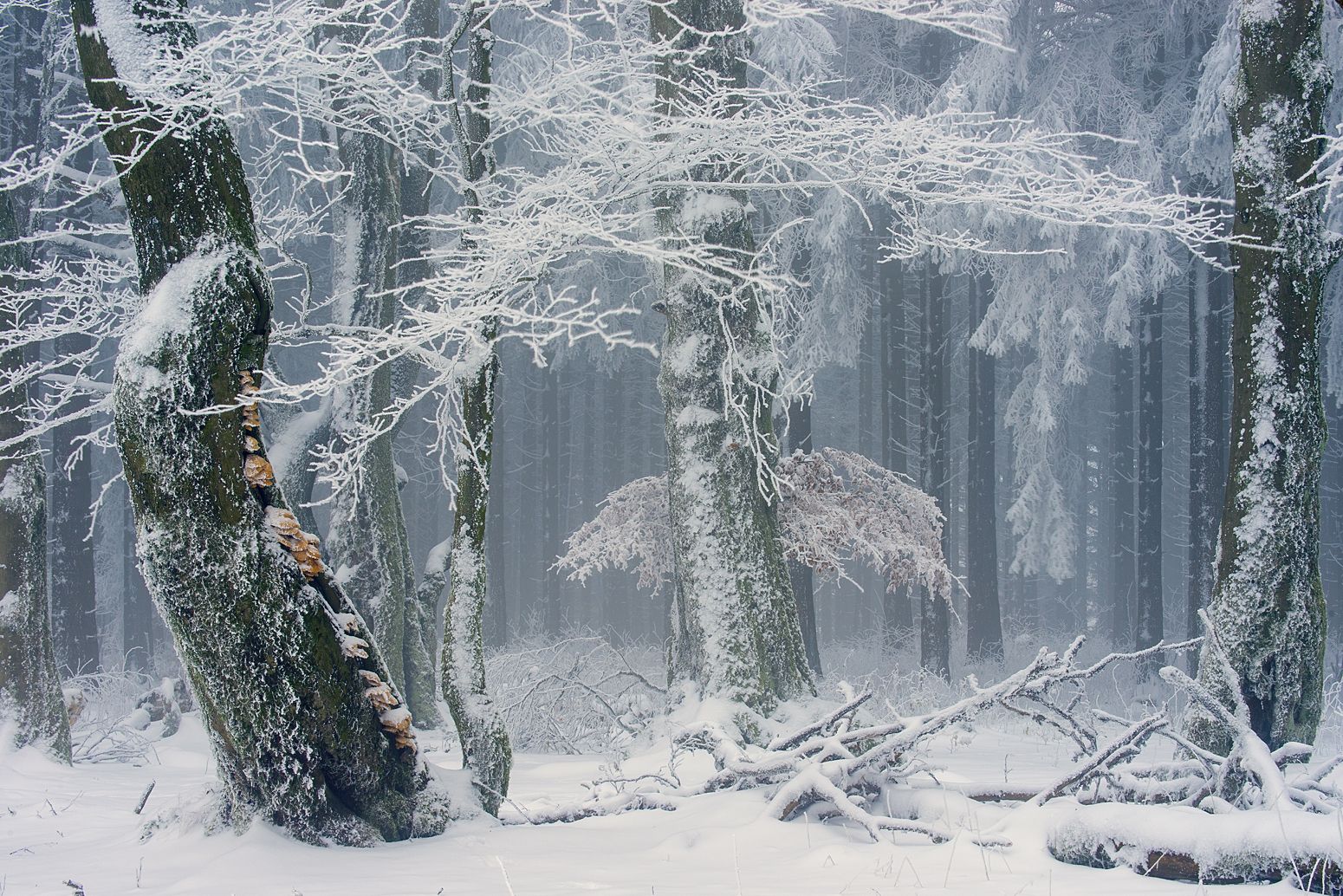  Winterwald Hintergrundbild 1550x1034. eiskalt (Forum für Naturfotografen)