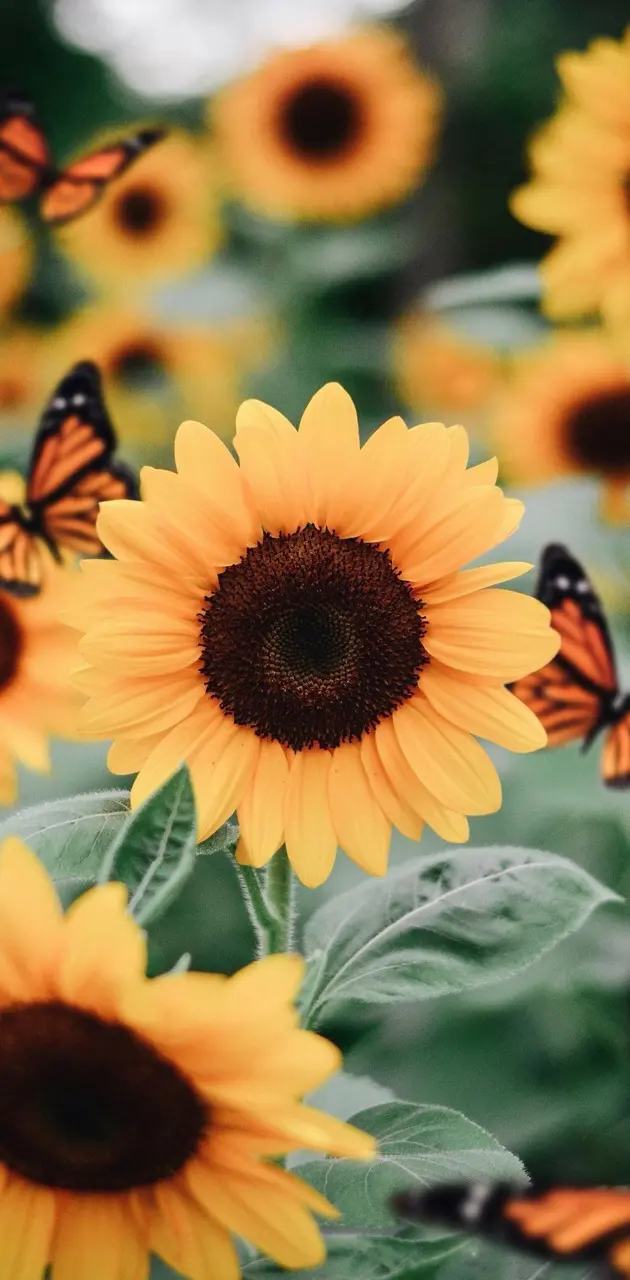  Zedge Hintergrundbild 630x1280. Sunflower Aesthetic wallpaper