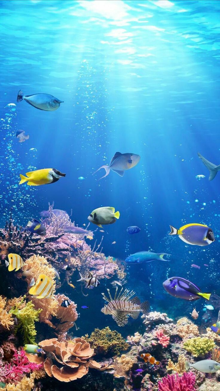  Meer Unterwasserwelt Hintergrundbild 736x1309. Smartphone HD Wallpaper. Underwater wallpaper, Ocean wallpaper, Sea life wallpaper