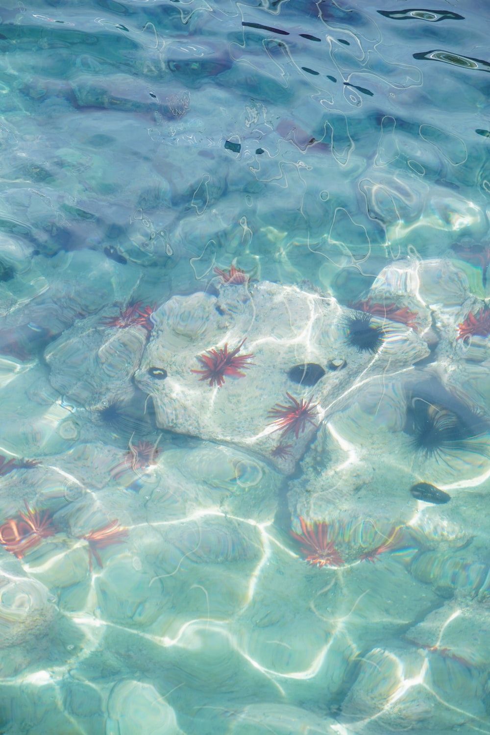  Meer Unterwasserwelt Hintergrundbild 1000x1500. Foto zum Thema Eine Gruppe von Fischen, die in einem Gewässer schwimmen