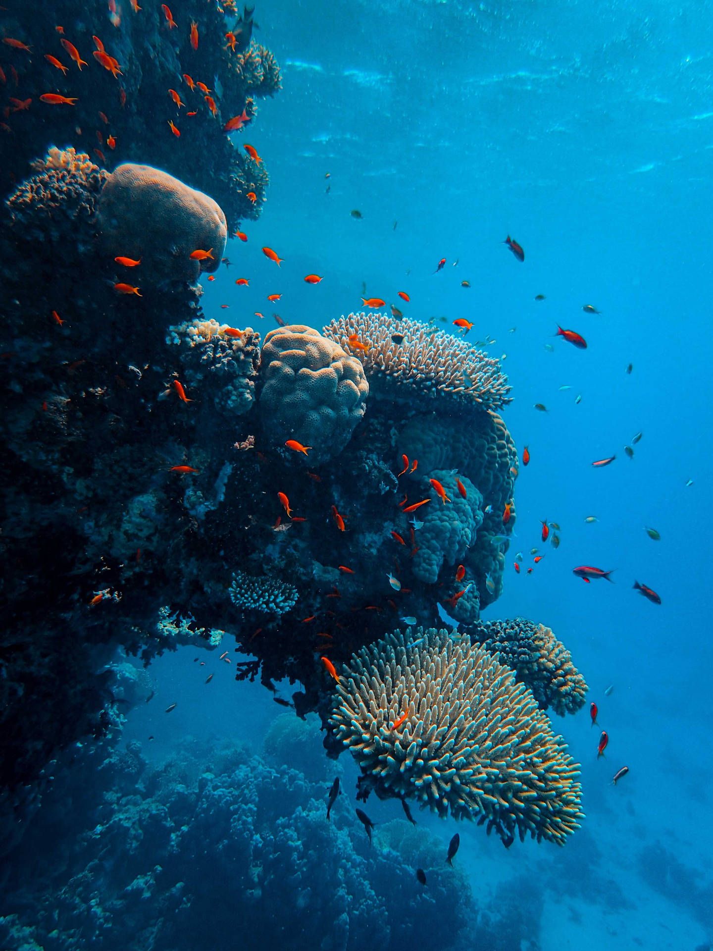  Meer Unterwasserwelt Hintergrundbild 1440x1920. Downloaden Tretensie Ein In Die Unterwasserwelt Lebendiger Korallenriffe Wallpaper