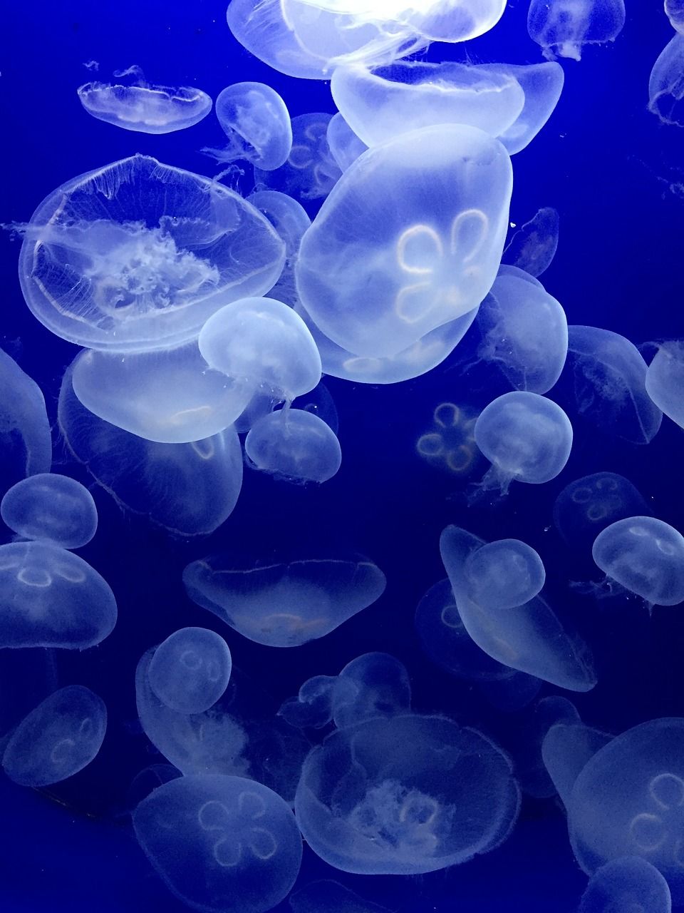  Meer Unterwasserwelt Hintergrundbild 960x1280. Qualle Meer Wassertiere Foto auf Pixabay