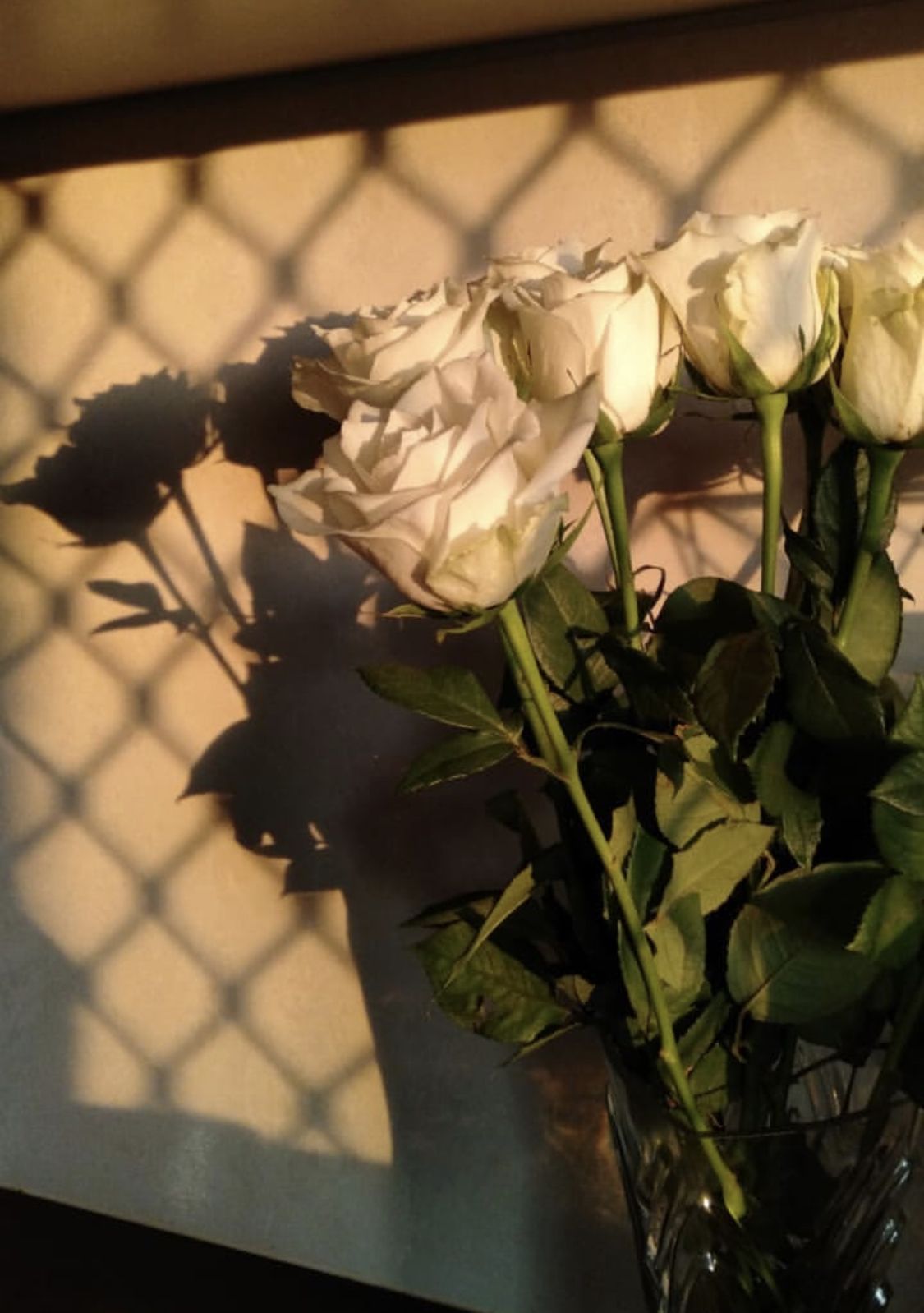  Weiße Rosen Hintergrundbild 1125x1598. Aesthetic White Roses. Rosen hintergrundbilder, Blumen hintergrund, Blumen hintergrund iphone