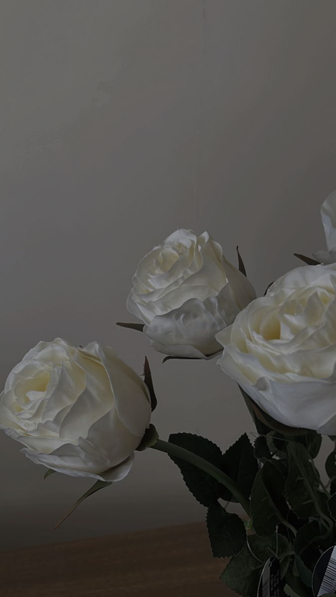  Weiße Rosen Hintergrundbild 675x1200. My roses. White roses wallpaper, Flower aesthetic, Cute flower wallpaper