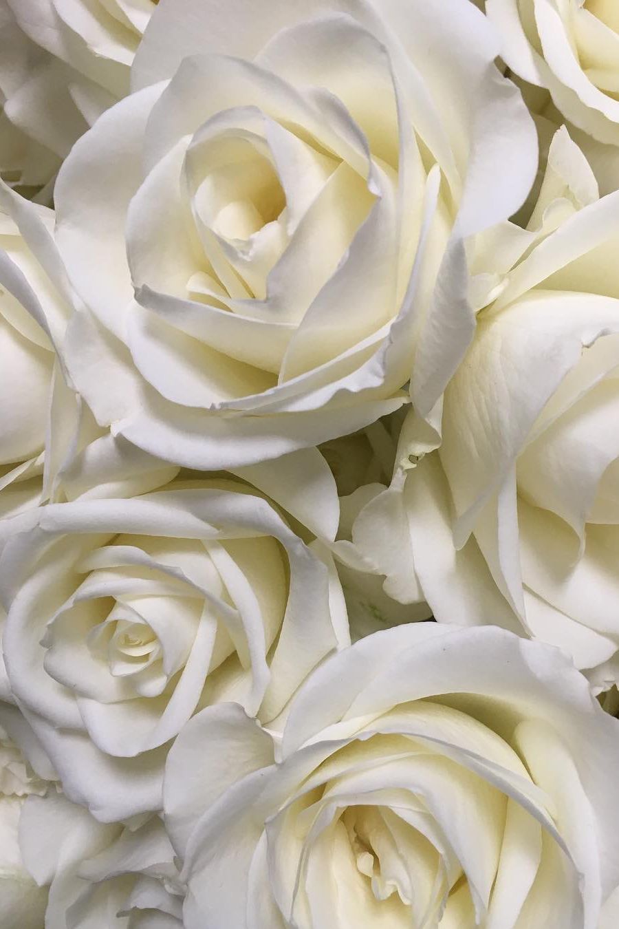  Weiße Rosen Hintergrundbild 900x1350. กมลทิพย์ ทาดวงตา on yellow 2. Beautiful rose flowers, Flower aesthetic, Pretty flowers