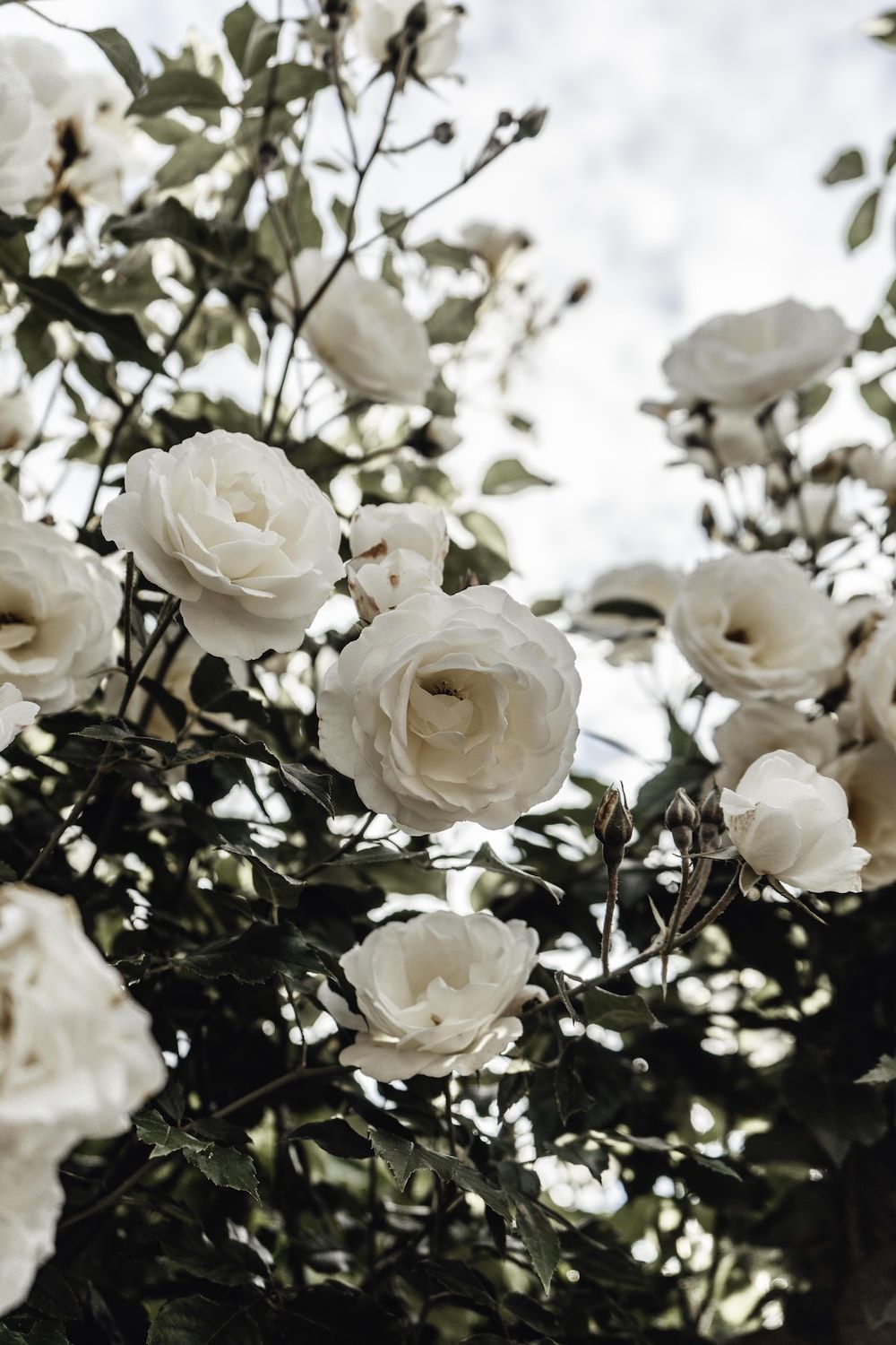  Weiße Rosen Hintergrundbild 1000x1500. Weiße Rose Bilder [HD]. Laden Sie kostenlose Bilder auf herunter