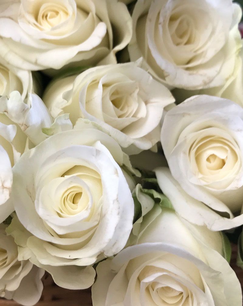  Weiße Rosen Hintergrundbild 800x1005. Ich liebe weisse Rosen!. Weiße rosen, Weiße blumen, Rosen