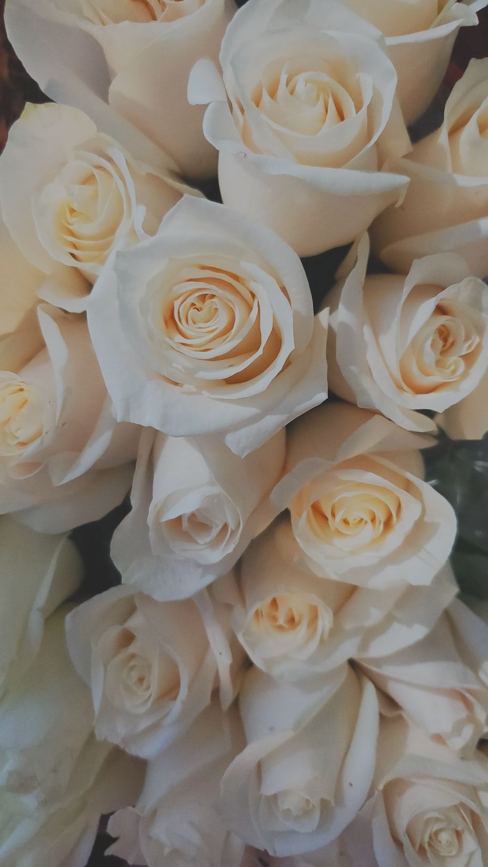  Weiße Rosen Hintergrundbild 1000x1778. Weiße Rosen Bilder. Laden Sie kostenlose Bilder auf herunter