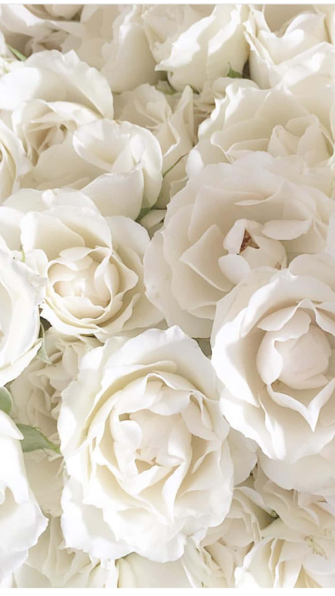  Weiße Rosen Hintergrundbild 1080x1920. Weiße Rosen IPhone Wallpaper KOSTENLOS