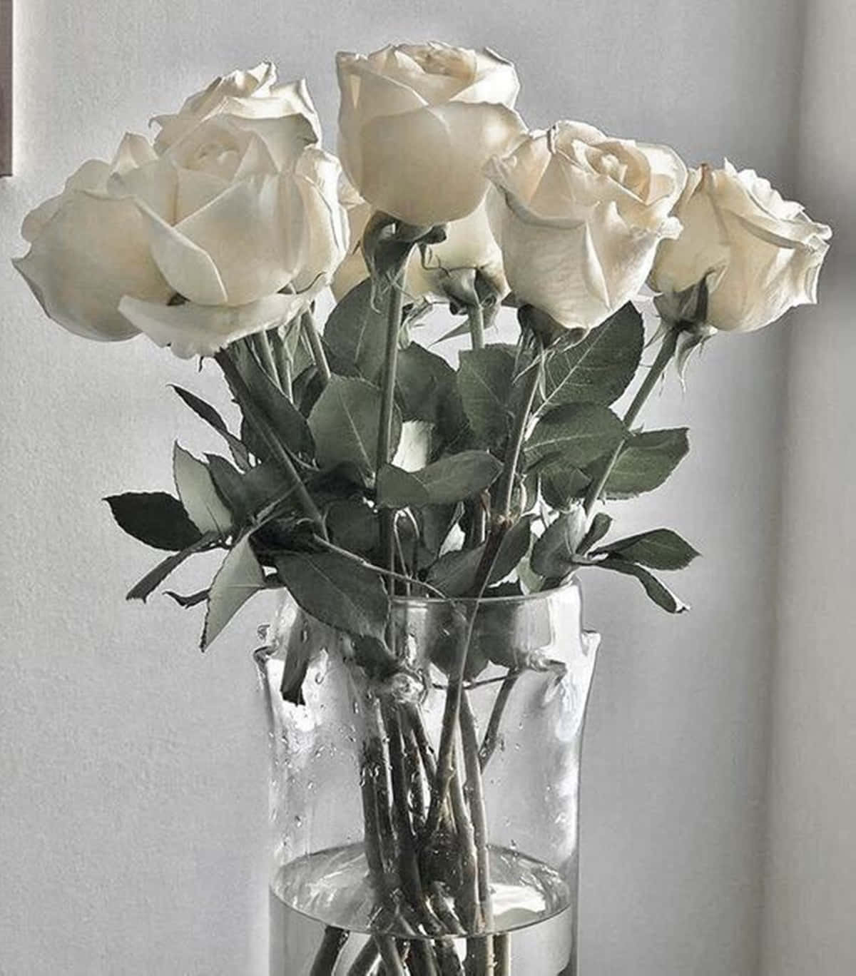  Weiße Rosen Hintergrundbild 1200x1368. Download White Roses Aesthetic Macro Shot On Glass Vase Wallpaper