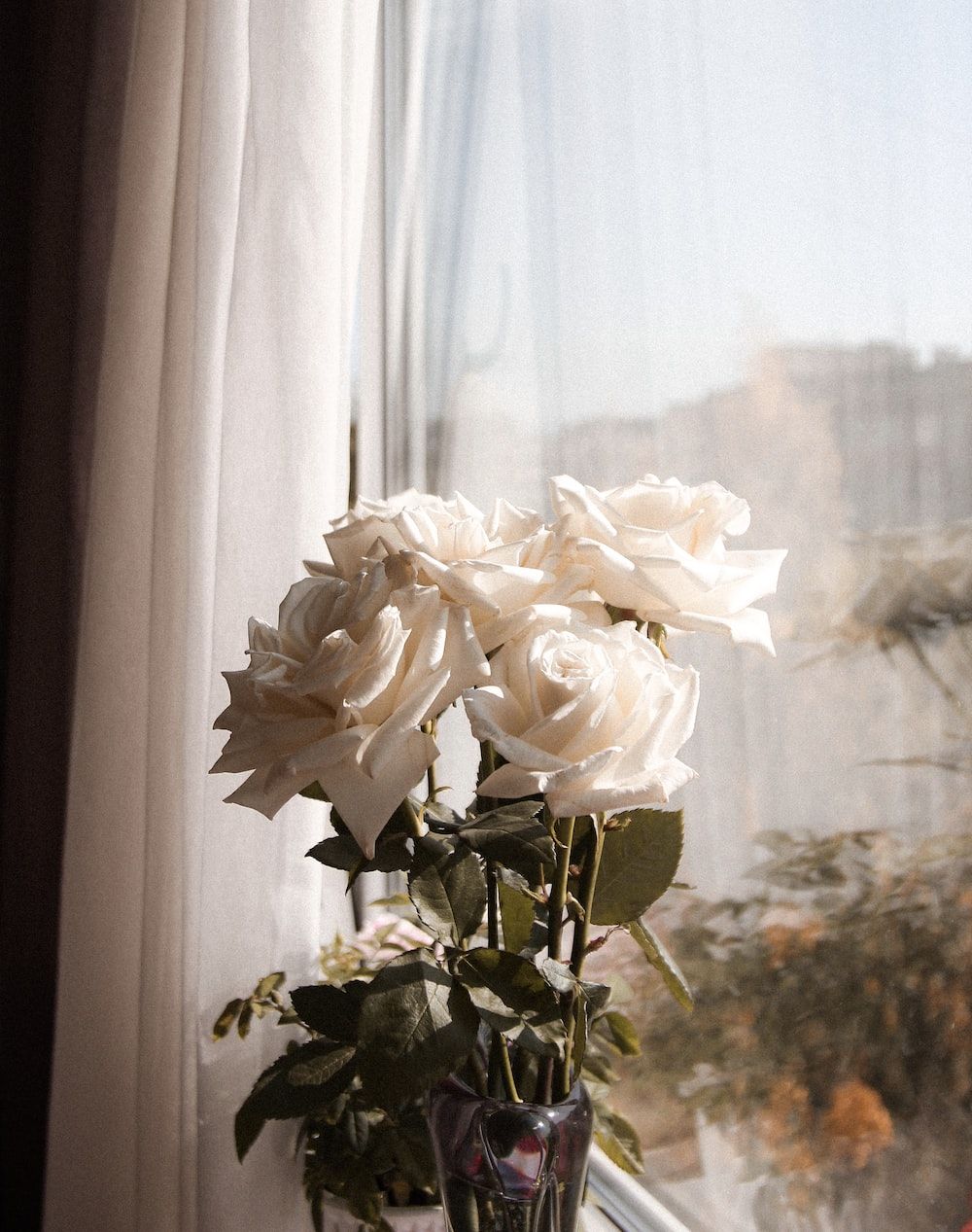  Weiße Rosen Hintergrundbild 1000x1267. Weiße Rosen Bilder. Laden Sie kostenlose Bilder auf herunter