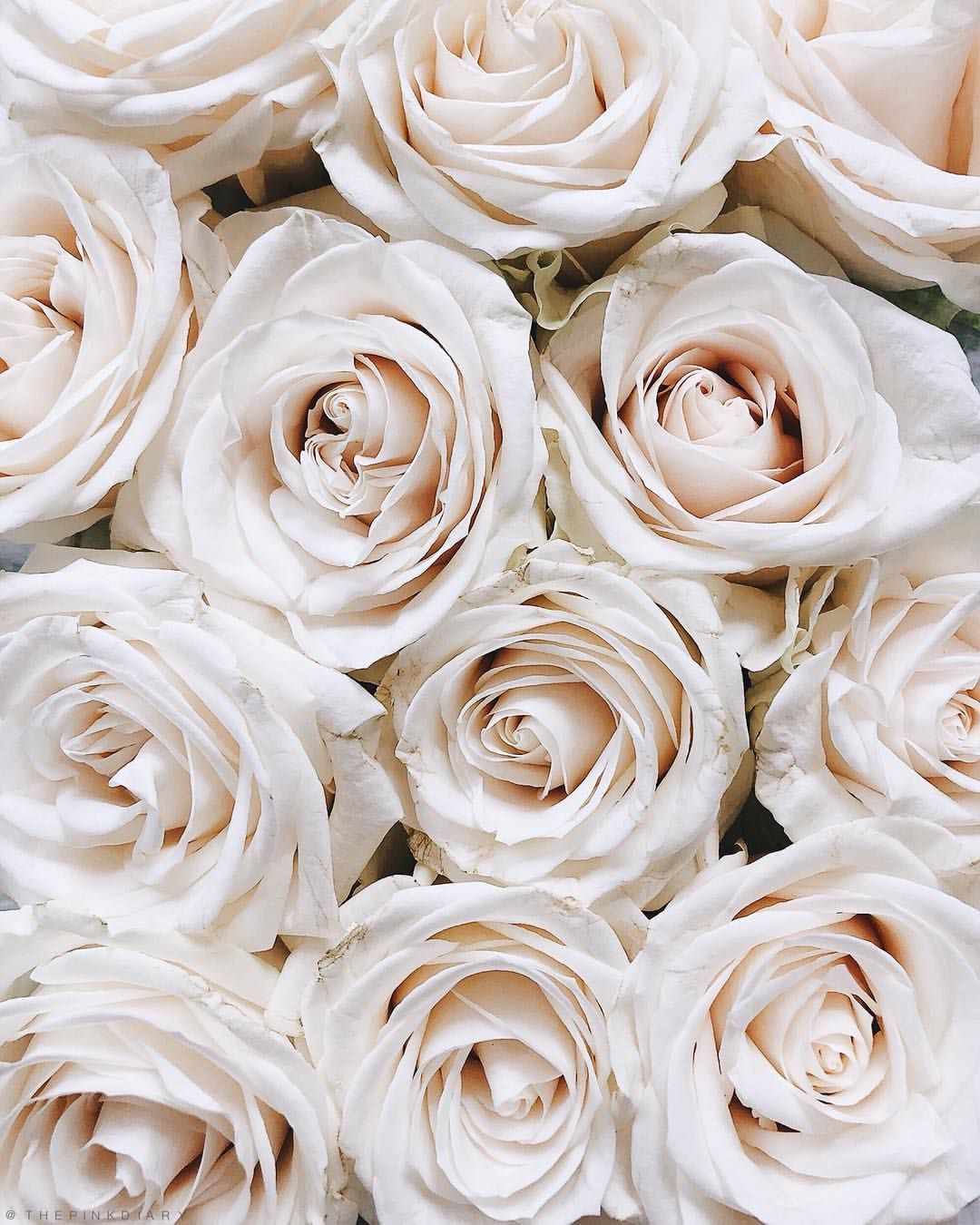  Weiße Rosen Hintergrundbild 1080x1350. yes to roses. Rosen hintergrundbilder, Rosentapete, Hintergrundbilder blumen