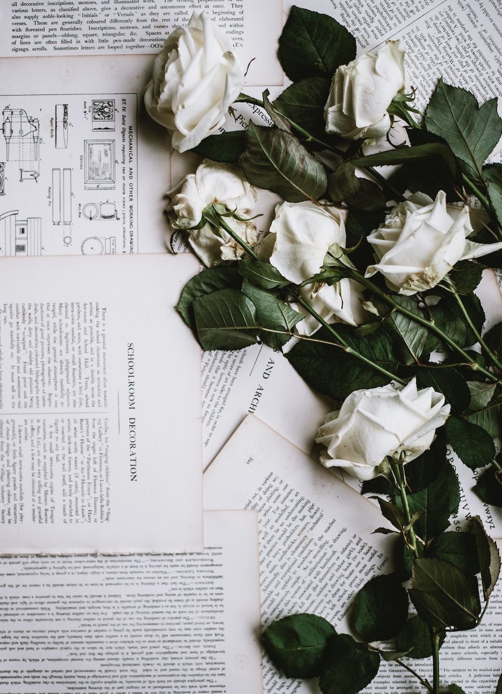  Weiße Rosen Hintergrundbild 1000x1380. Foto zum Thema Sechs weiße Rosen auf weißem Druckerpapier