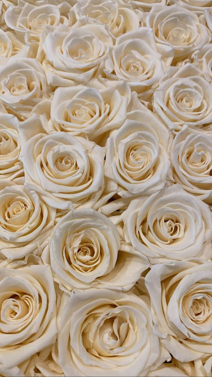  Weiße Rosen Hintergrundbild 675x1200. Roses white. White roses, Floral, Tumblr flower