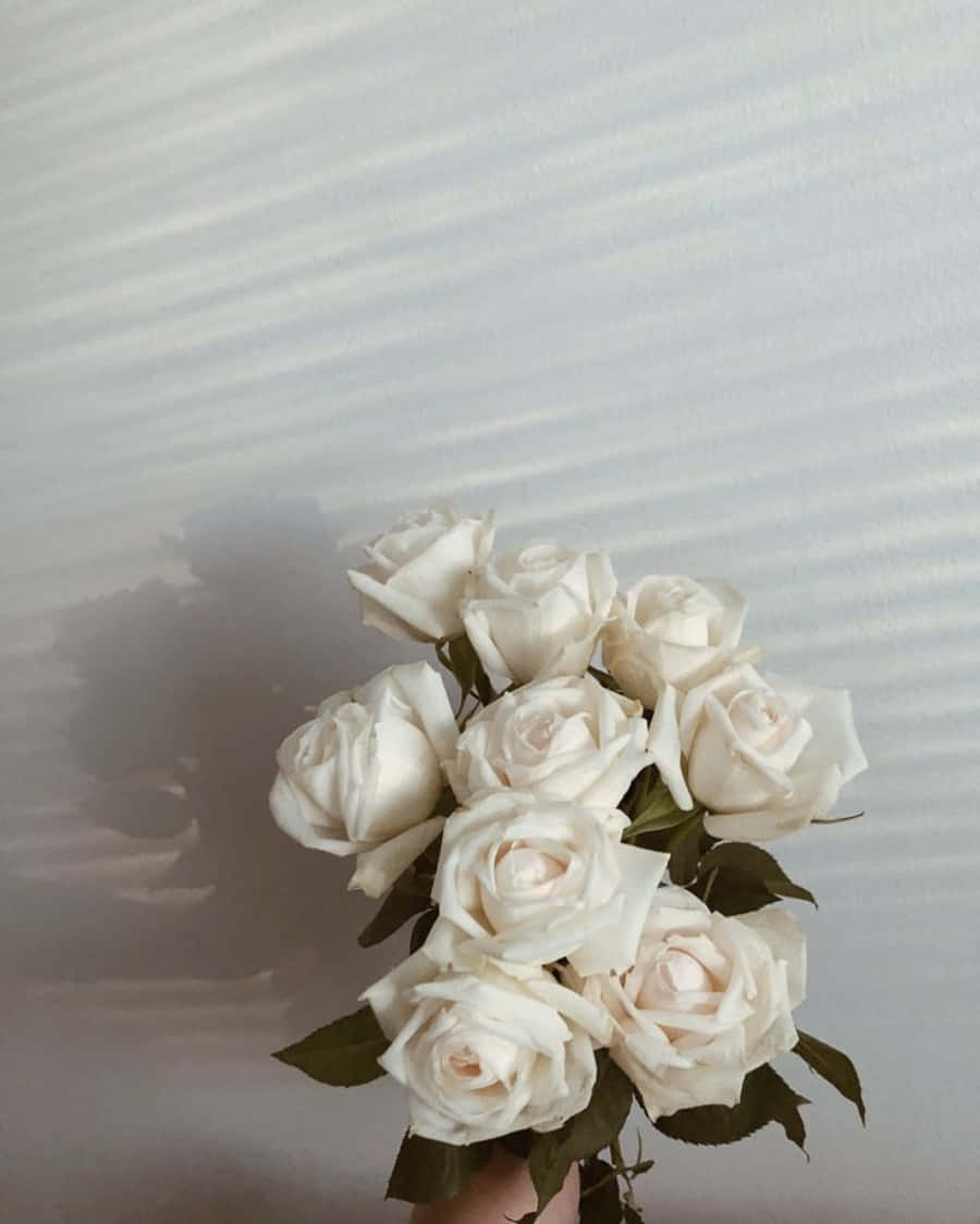  Weiße Rosen Hintergrundbild 900x1125. Weiße Rosen IPhone Wallpaper KOSTENLOS