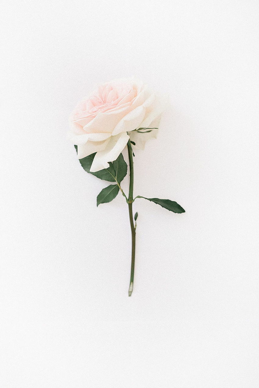  Weiße Rosen Hintergrundbild 850x1275. Unterperlen. Weiße Rosen, Rose, Weiß, Weiße Rose Ästhetik HD Handy Hintergrundbild