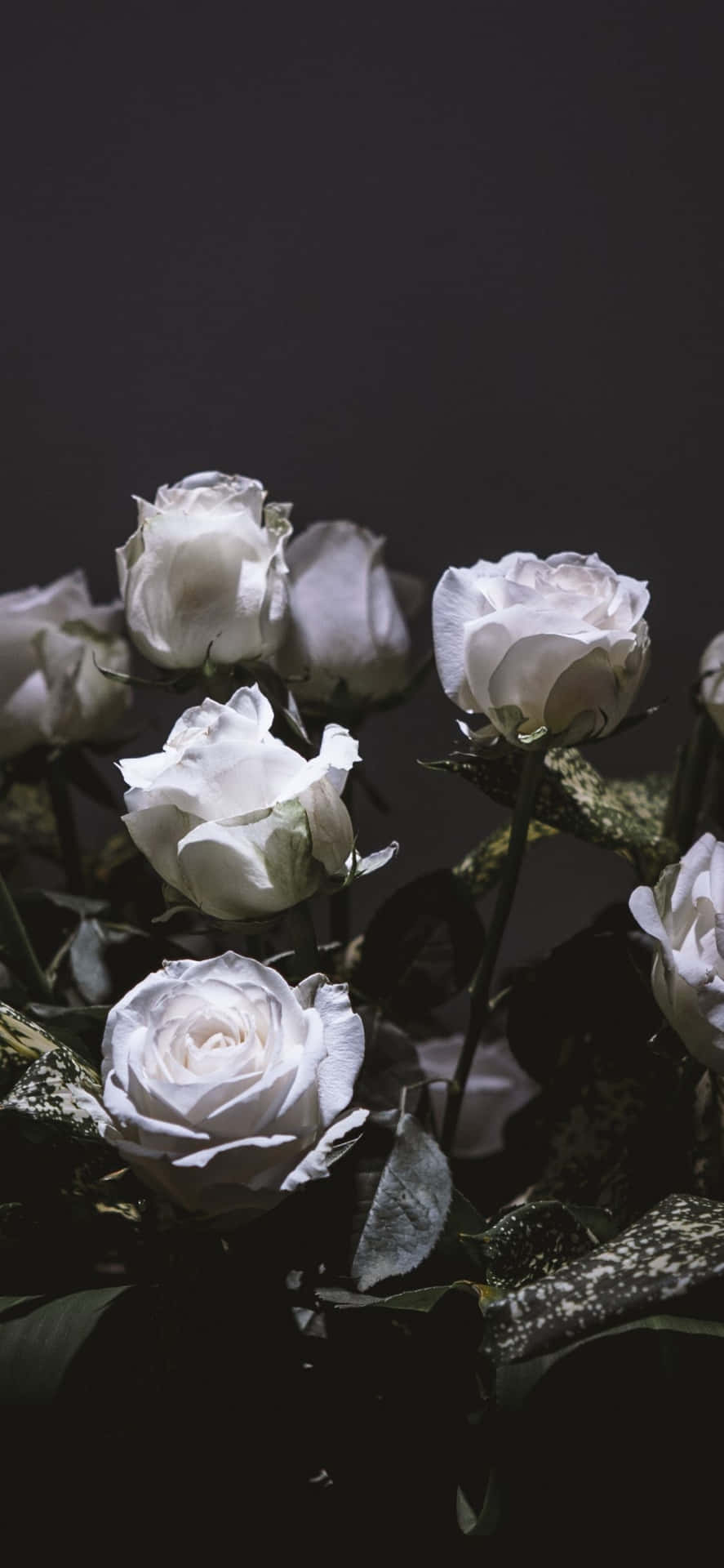  Weiße Rosen Hintergrundbild 887x1920. Weiße Rosen IPhone Wallpaper KOSTENLOS
