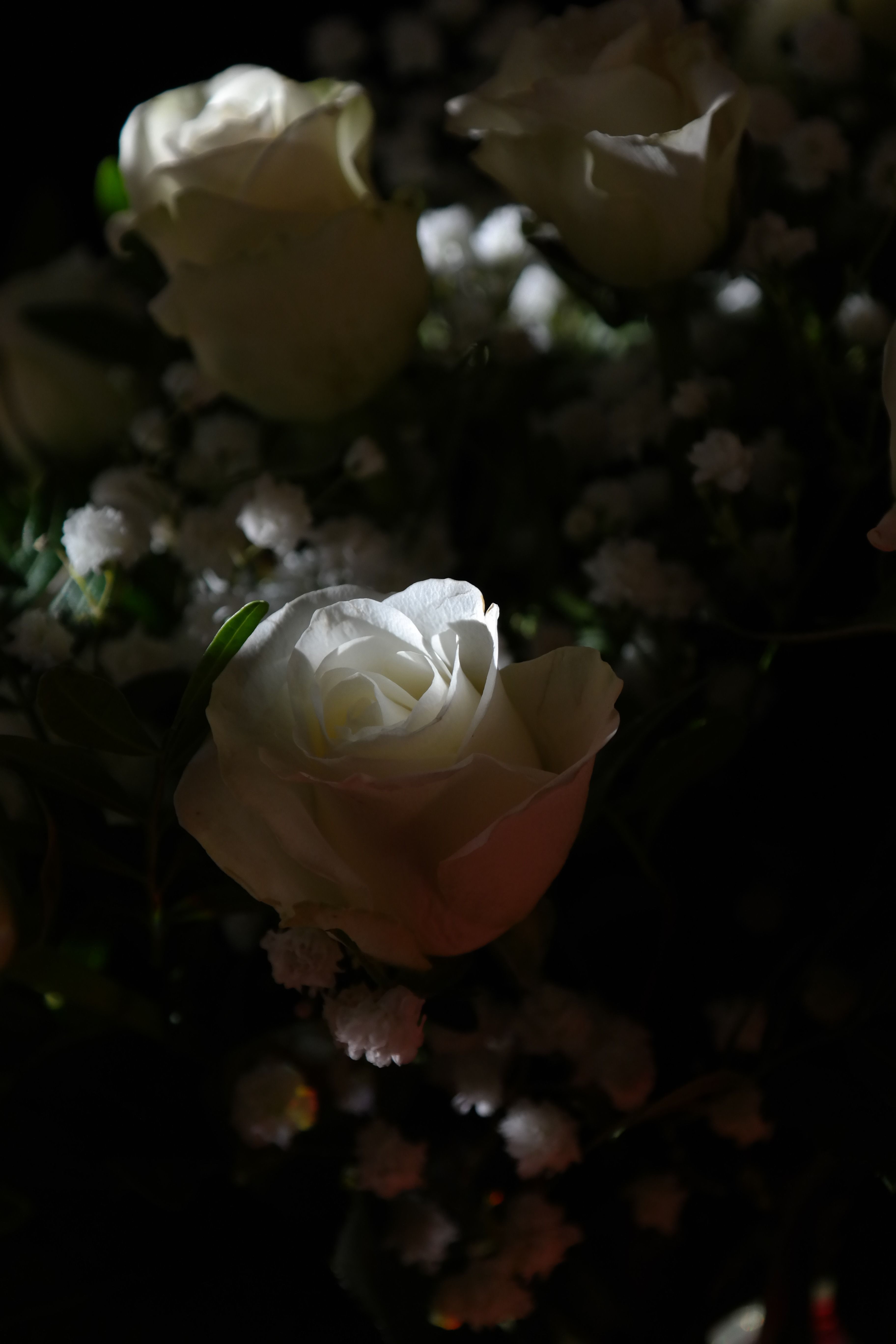 Weiße Rosen Hintergrundbild 3648x5472. Kostenlose foto : blühen, Weiß, Blume, Blütenblatt, Strauß, Flora, Blumen, Nahansicht, Rosenstrauß, Floristik, Makrofotografie, blühende Pflanze, Gartenrosen, Rose Familie, Weiße Rosen, Landanlage 3648x5472