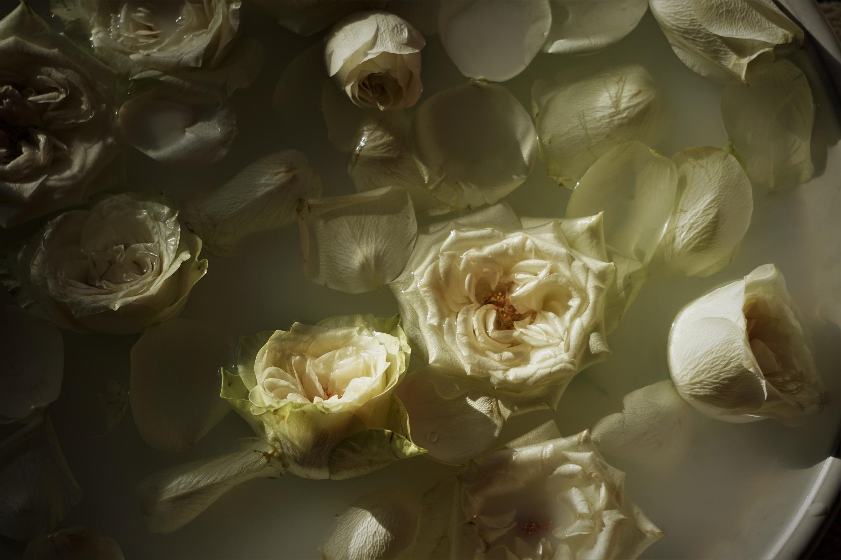  Weiße Rosen Hintergrundbild 2940x1960. Schönes Fußbad. Wasser Mit Milch Und Weißen Rosen. 3534206 Stock Photo Bei Vecteezy