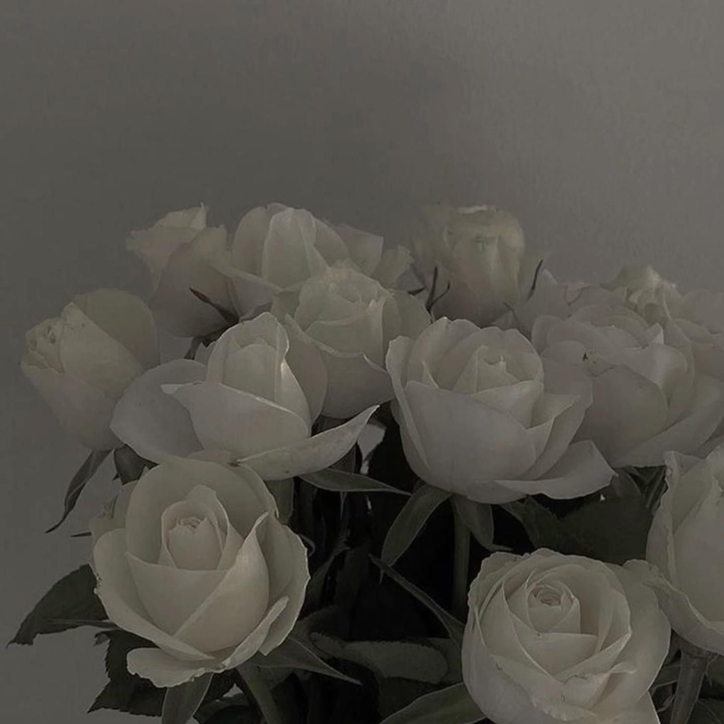  Weiße Rosen Hintergrundbild 1440x1440. Huffyprincess on Pins by you in 2023. Flower aesthetic, White roses wallpaper, White rose flower