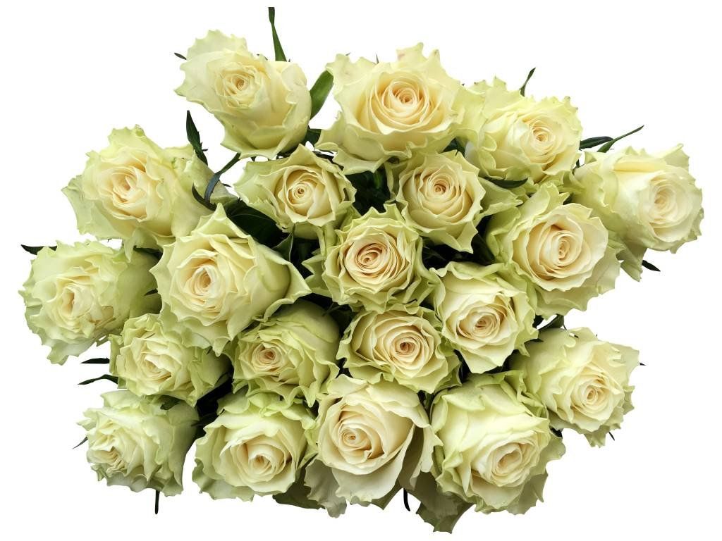  Weiße Rosen Hintergrundbild 1024x768. Weiße Rosen Im Bund Online Kaufen Blumen.de